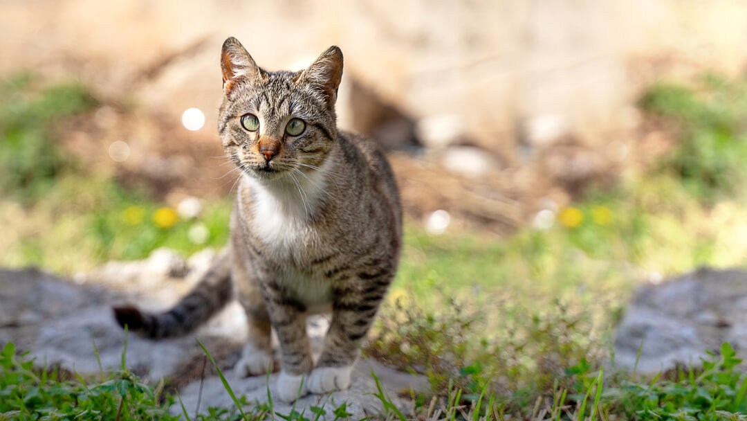 cat oudoors standing on a rock