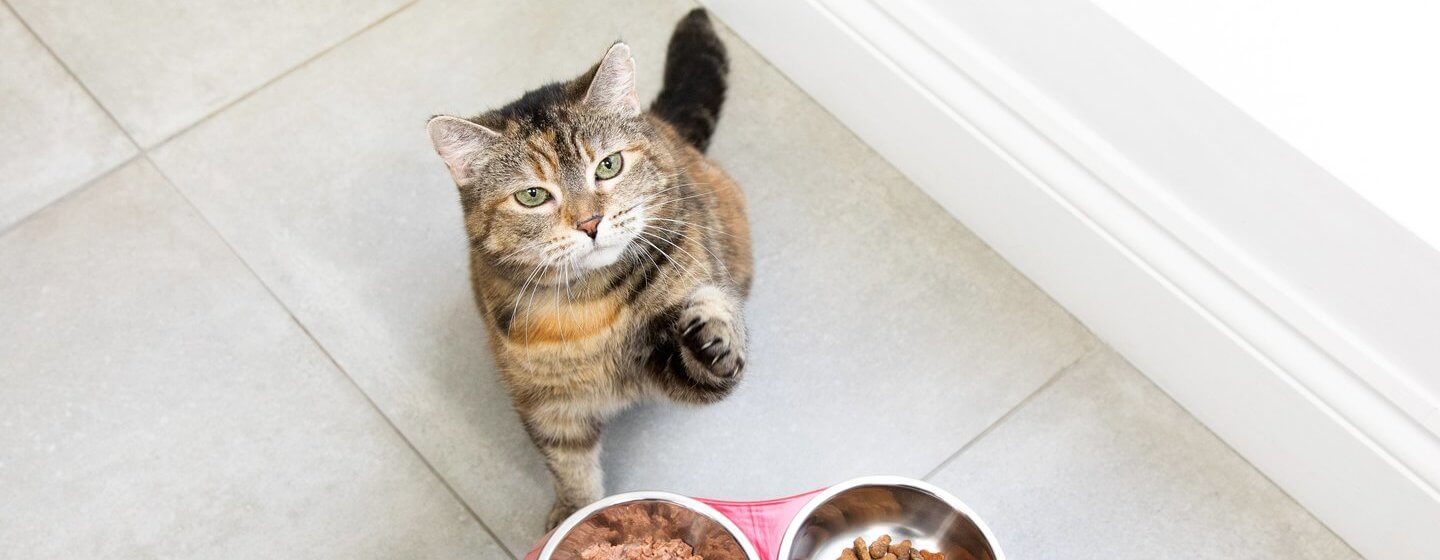 Cat waiting for food