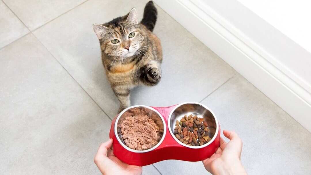 Pregnant Cat Diet | Cat Waiting For Food