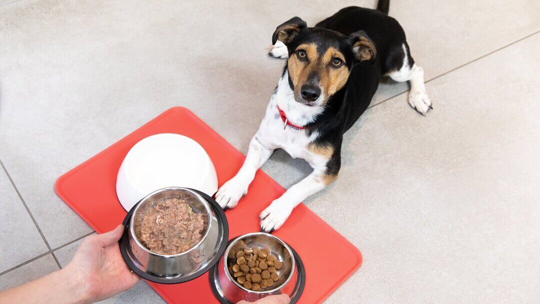 Puppy given food in bowls