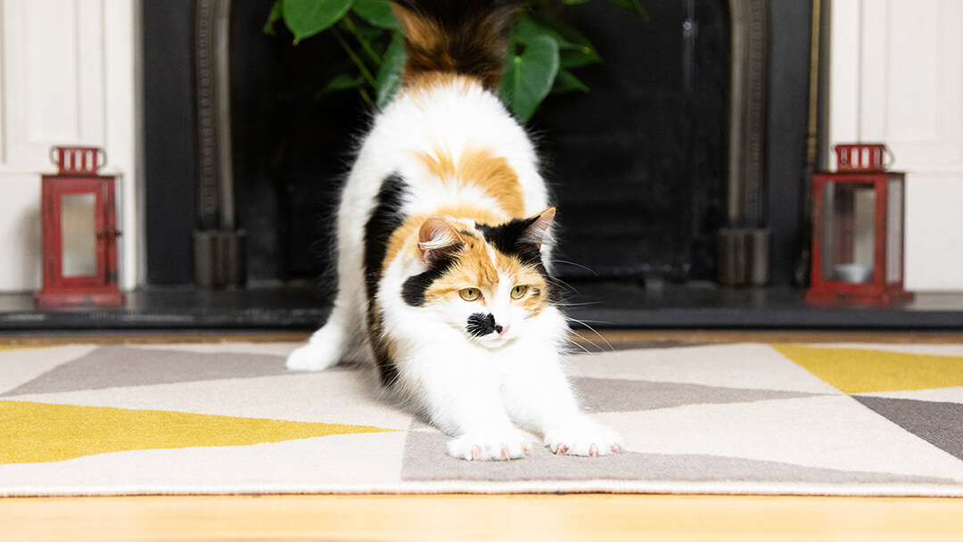 Types of Cat Trees | Cat Scratching A Rug