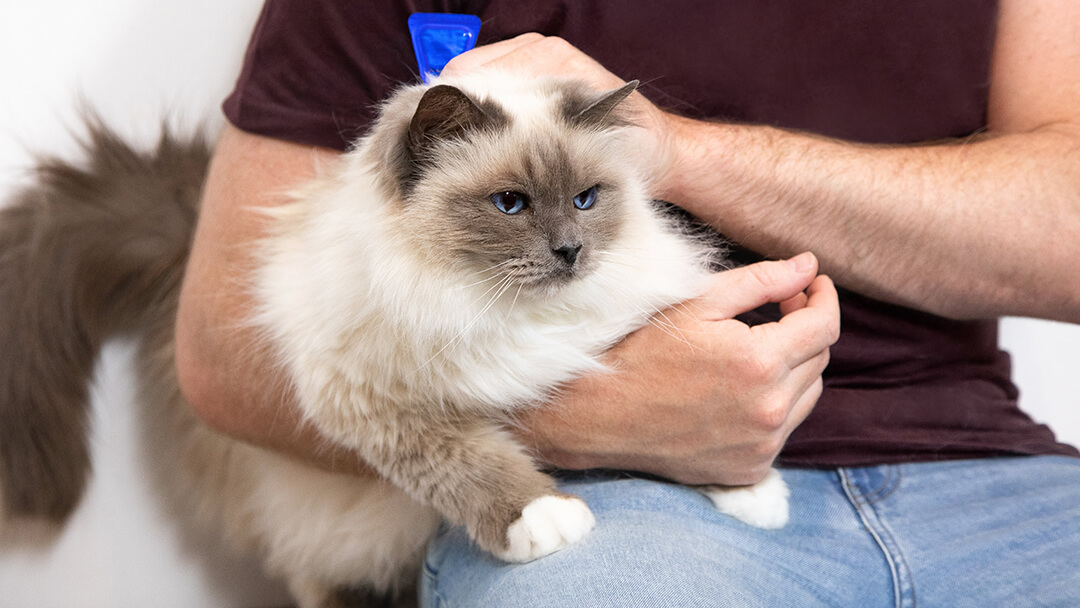 Man holding cat in his arms