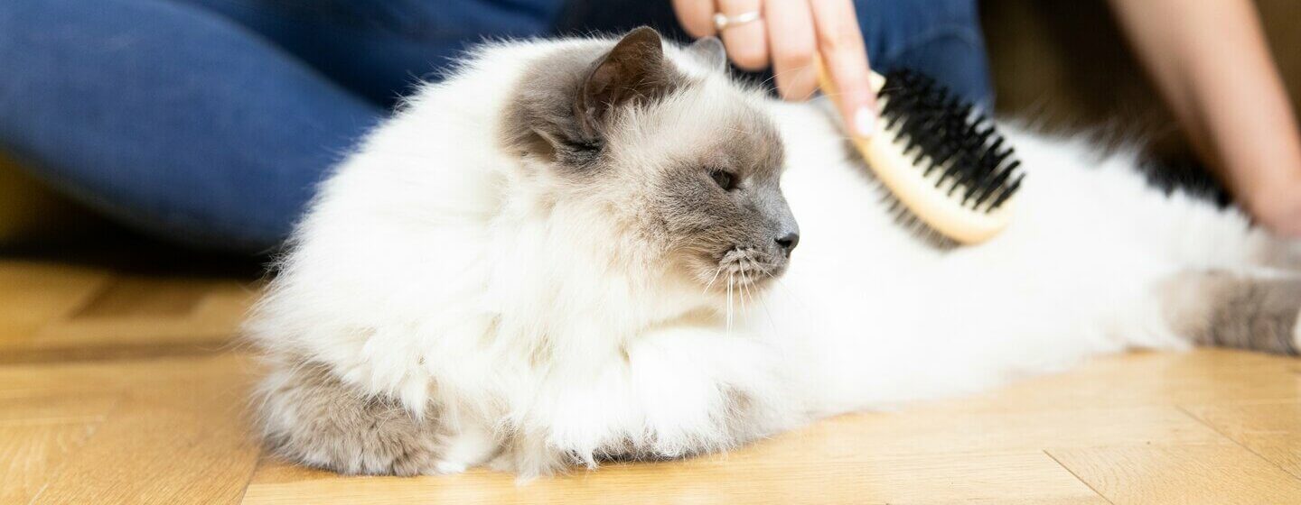 Fluffy white cat being brushed.