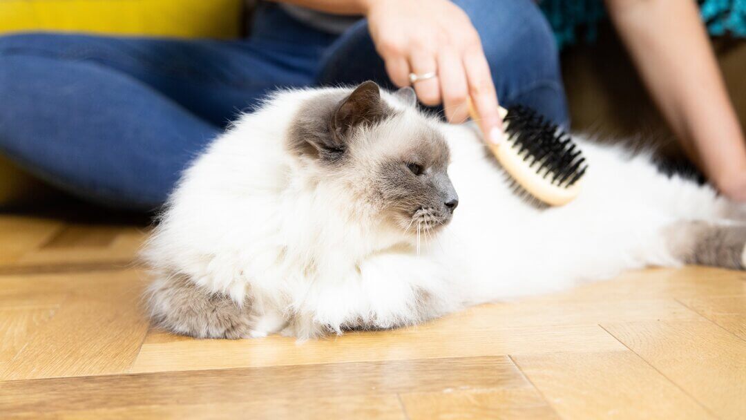 Cat Shedding | Fluffy White Cat Being Brushed