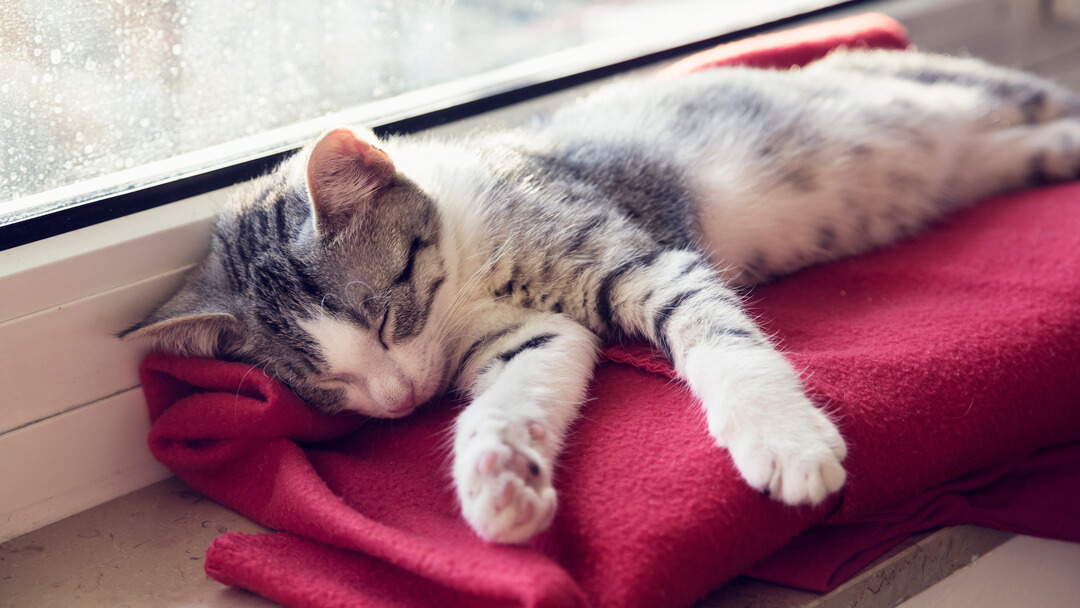 How Long Do Cats Sleep | Kitten Asleep On A Red Blanket Next To The Window