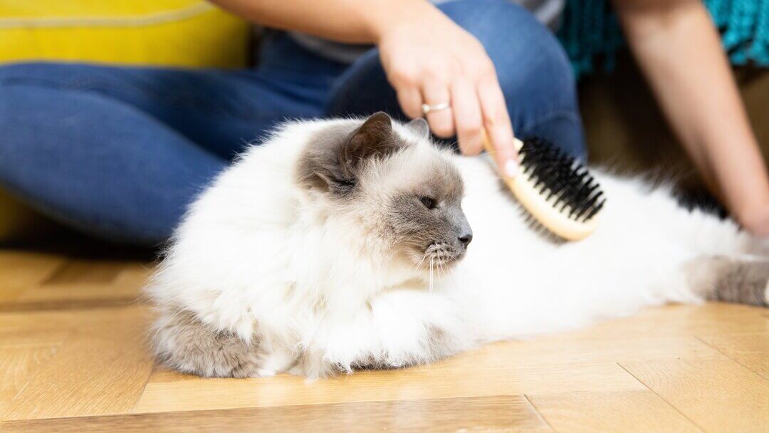 Cat Grooming | White Cat Being Brushed