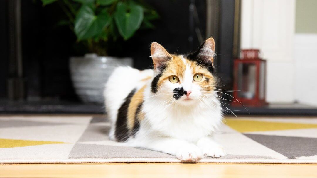 How Long Do Cats Live | Patchy Brown, White And Black Cat Lying Down On The Floor