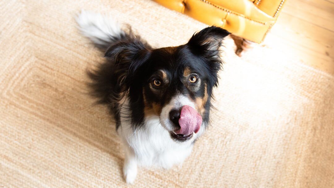 Black, brown and white dog licking lips sitting on the floor