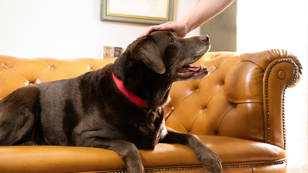 Dog Grooming | Dog Sitting On Sofa