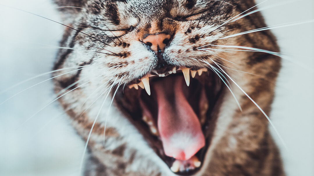 Cat Dental Care | Cat Teeth