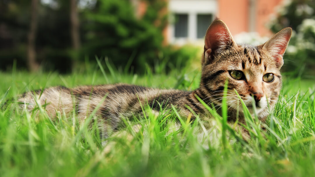 cat lying in the grass