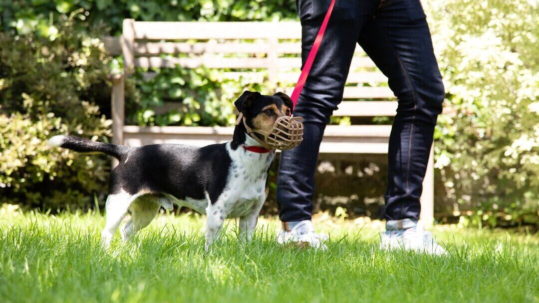 Aggressive Dog | Dog Wearing A Muzzle On A Lead