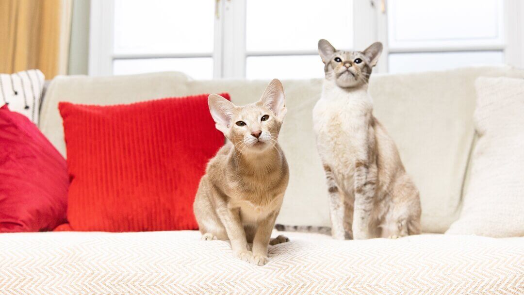 Two beige cats sitting on a sofa with a red pillow.