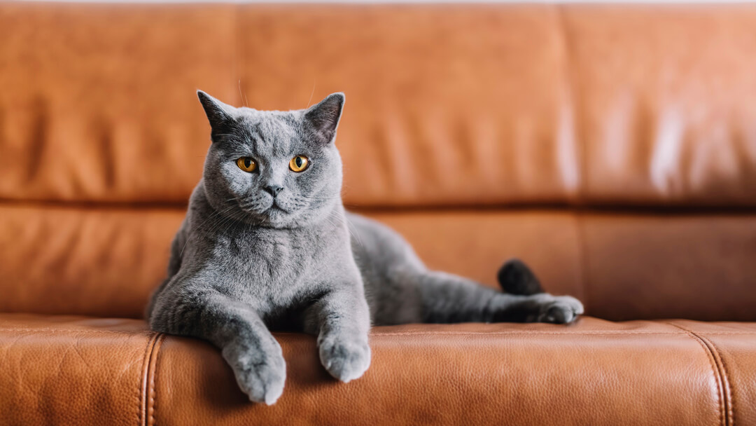 Cat Scratching | Grey Cat Sitting On A Leather Sofa