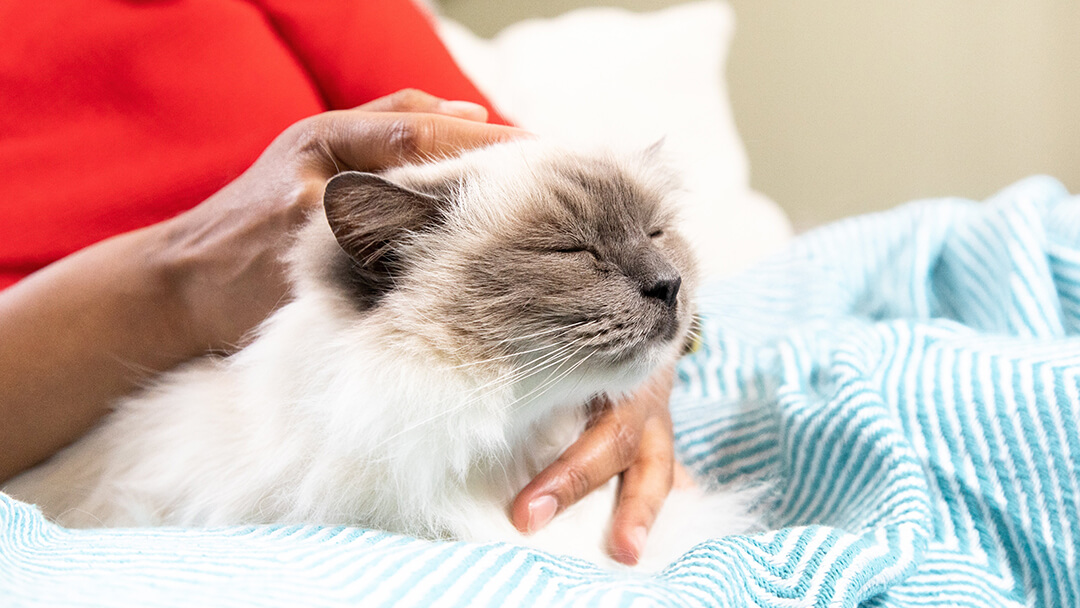 Person stroking cat on blanket