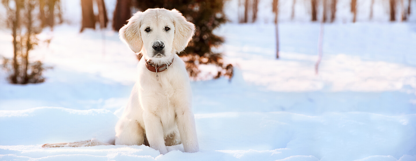 golden retriever puppy sitting in the snow