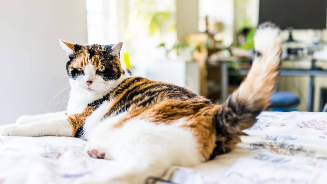 Obese Cat | Spotty Cat Lying Down On Bed