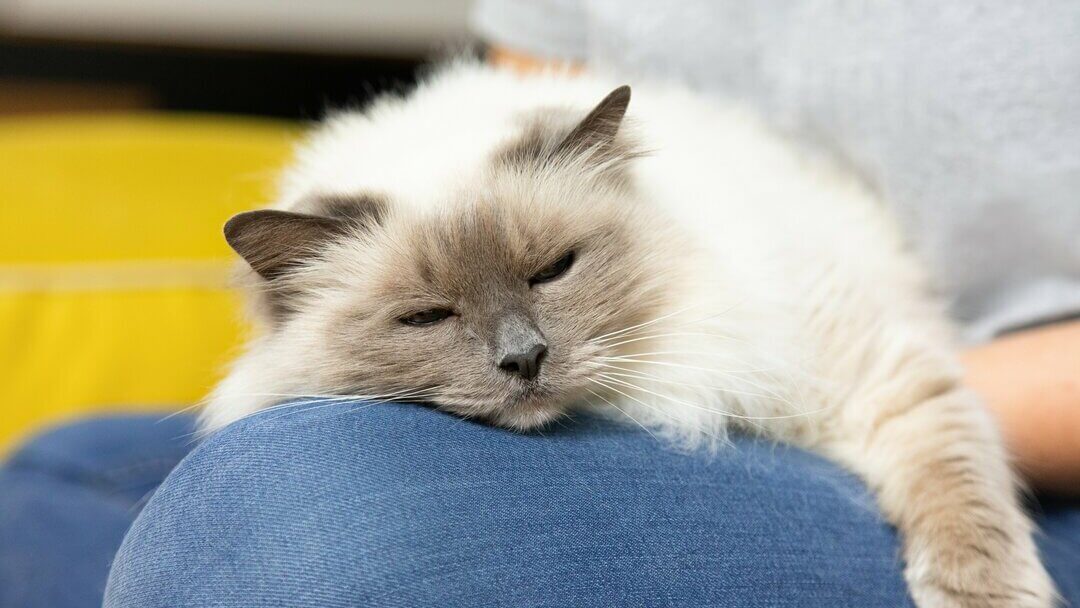 Cat Neutering | Sleeping Cat On Owner'S Knee