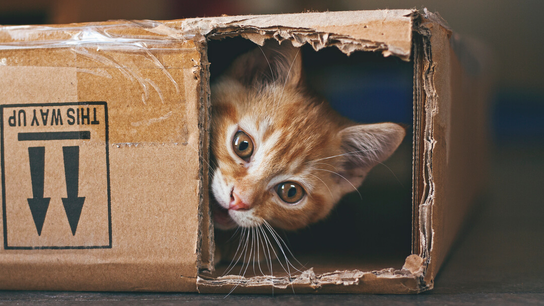 ginger cat hiding in a cardboard box