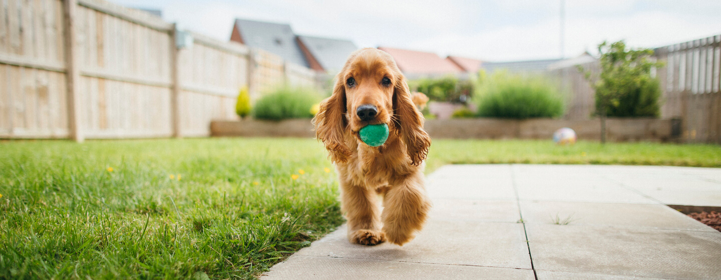 spaniel holding a green ball