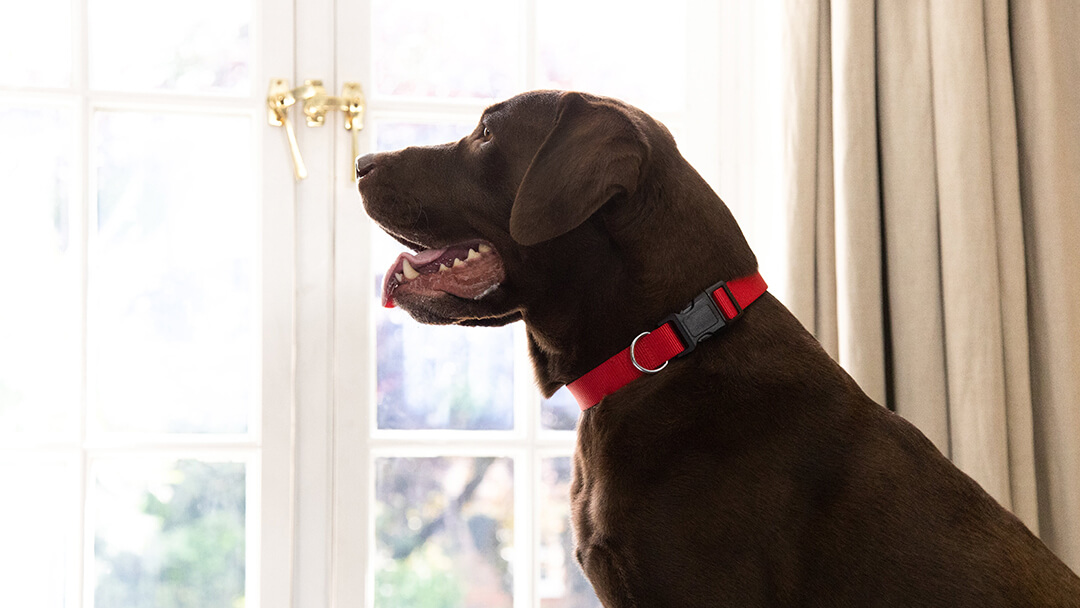 Brown dog with red collar looking up