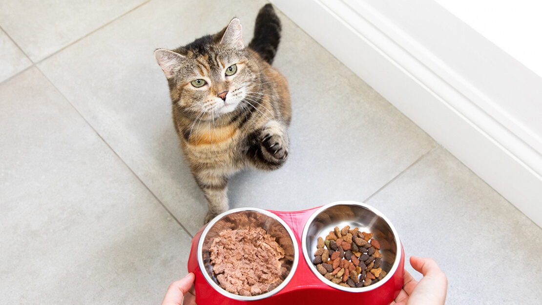 Cat food listing page