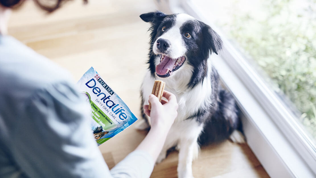 Dog owner feeding DENTALIFE® treat to happy dog