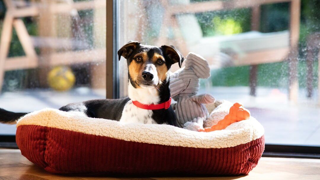 Dog Sleeping Positions | Dog Waiting In Basket