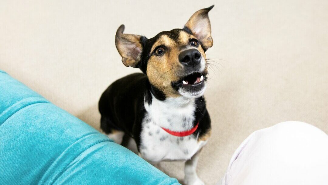 Dog Teeth | Puppy Barking