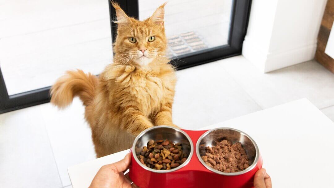 Cat Weight | Ginger Cat Waiting For Food