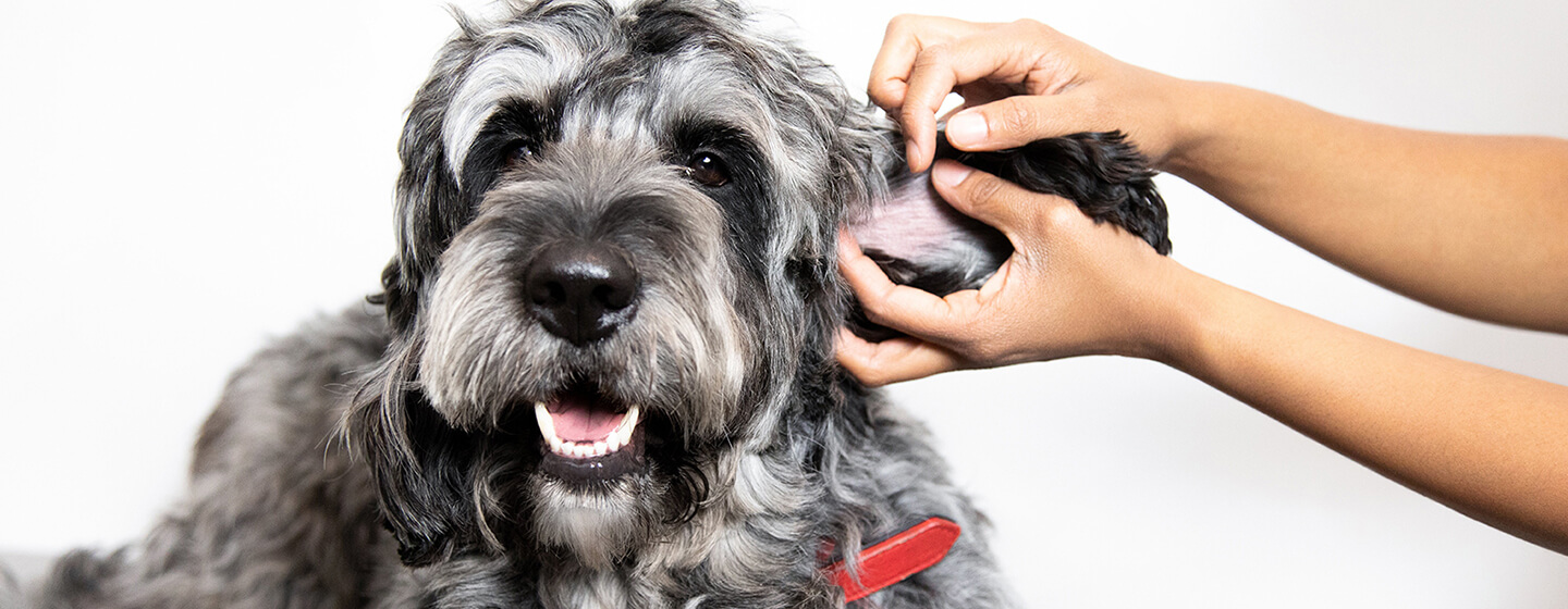 Vet checking dog's ear