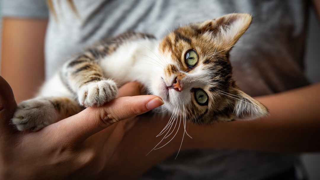 Cat Ringworm | Kitten Cradled By Owner