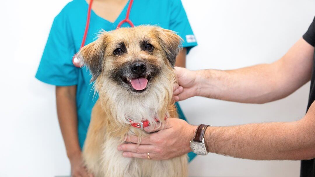 Dog Skin Conditions | Light Brown Dog With Tongue Out Siting On Vet Table