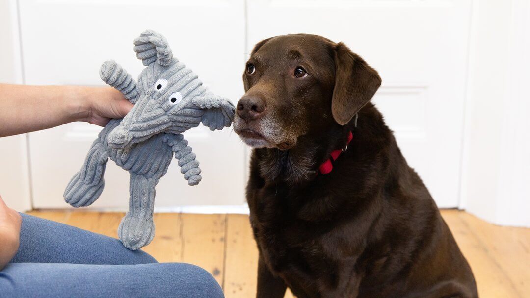 older chocolate lab being given a stuffed toy