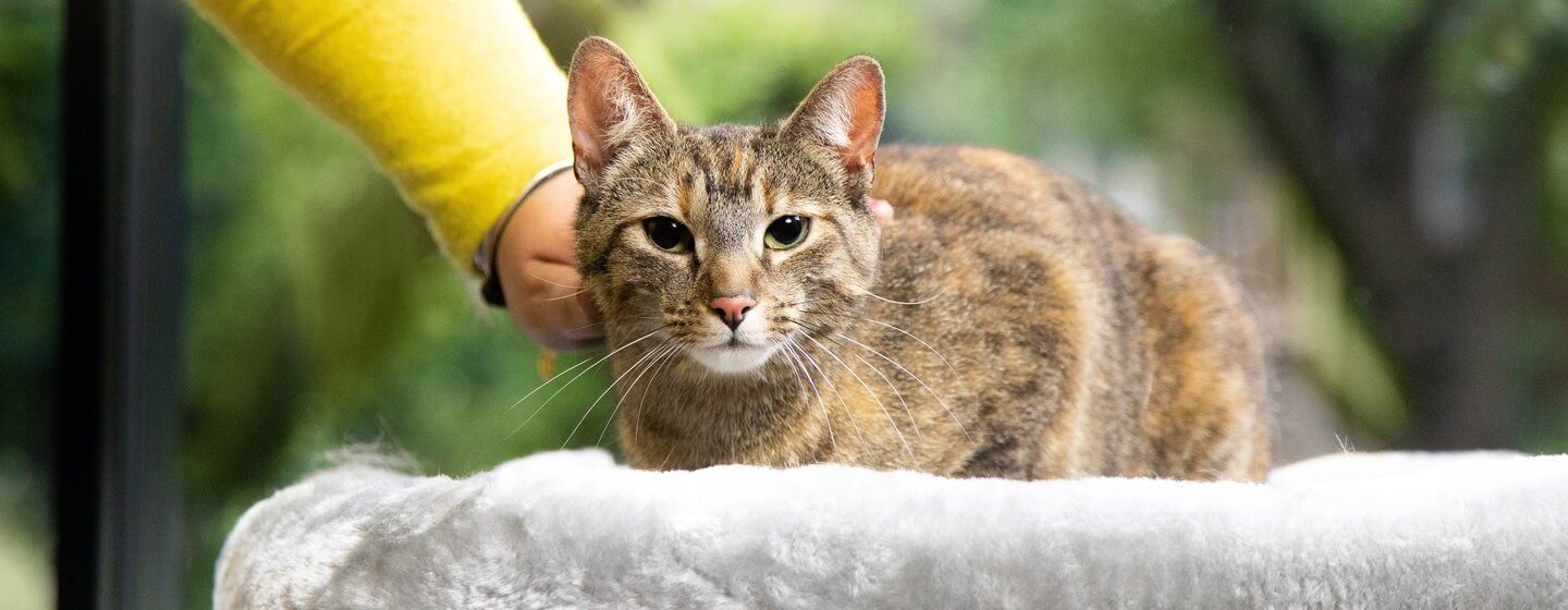 cat being petted by owner