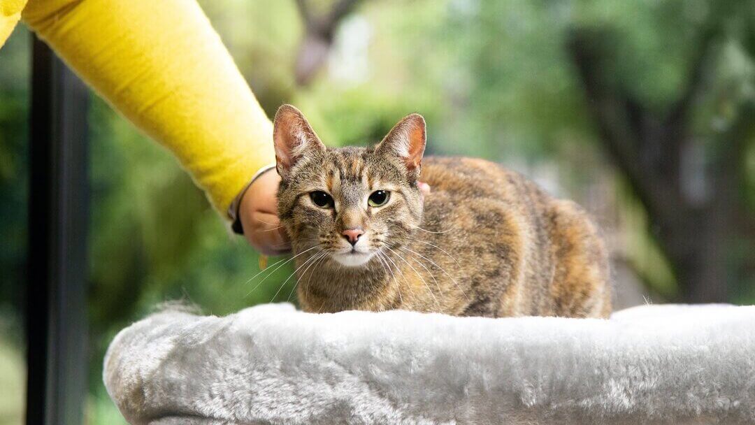 Senior Cat | Cat Being Petted By Owner