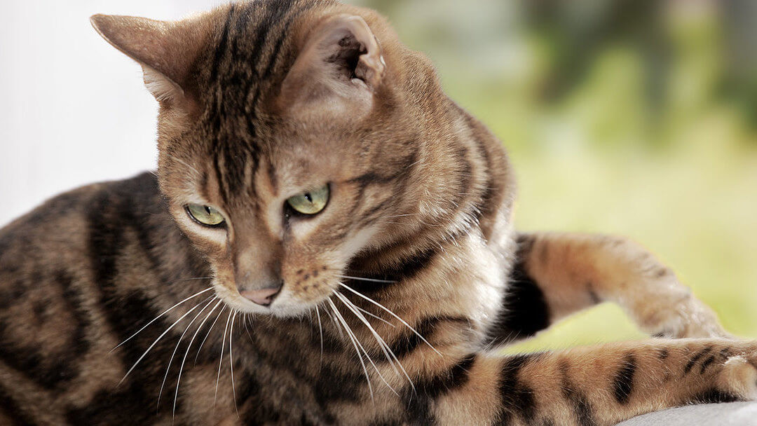 Deworming Cats | Dark Furred Cat With Green Eyes Looking Over Its Shoulder