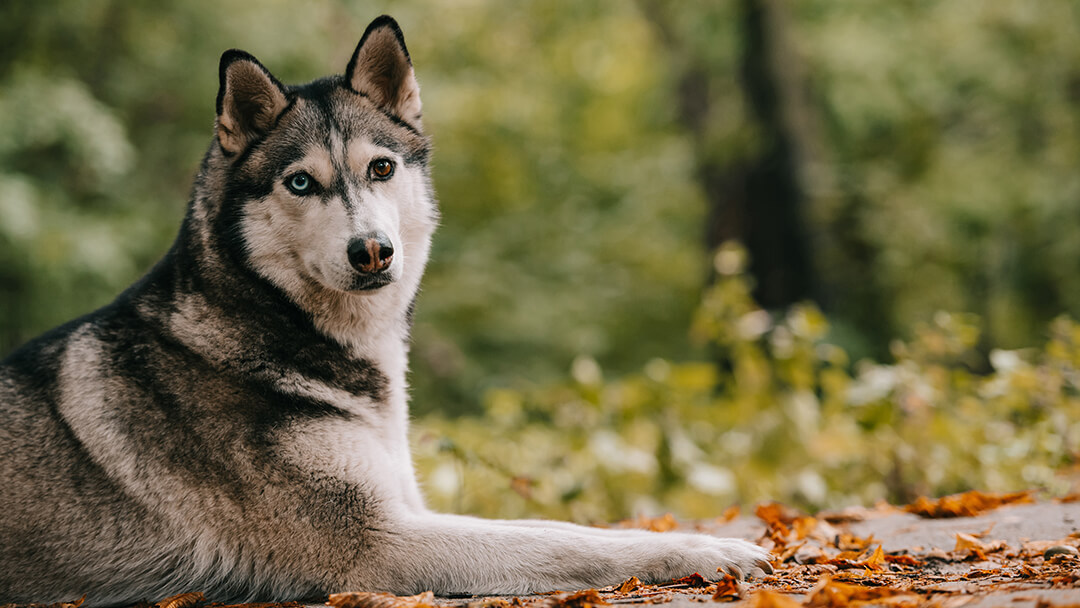 Husky laying in the woods