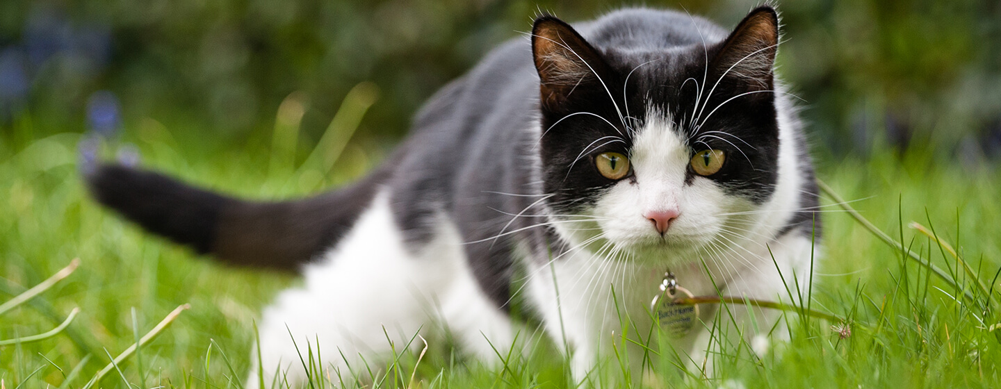 Cat hunting in grass