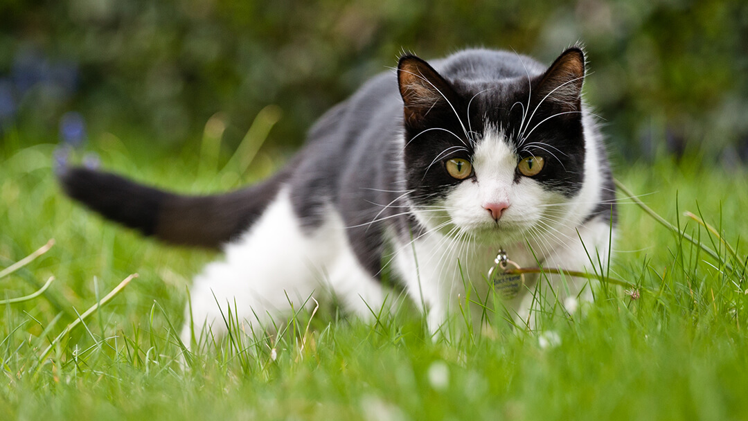 Cat Language | Cat Hunting In Grass