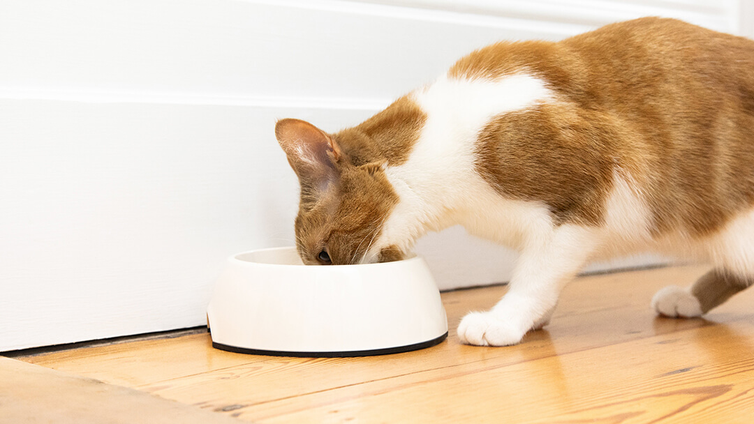Ginger and white cat eating from a white bowl