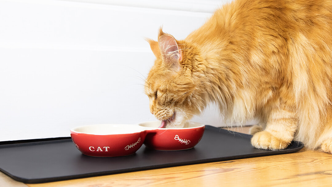 What Does Cat Eat | Cat Eating From Red Bowl