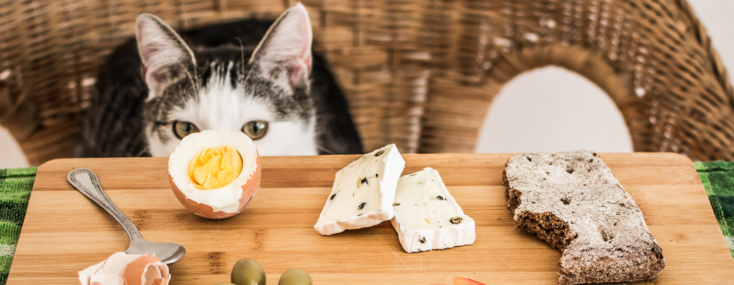 Cat eyeing board of food