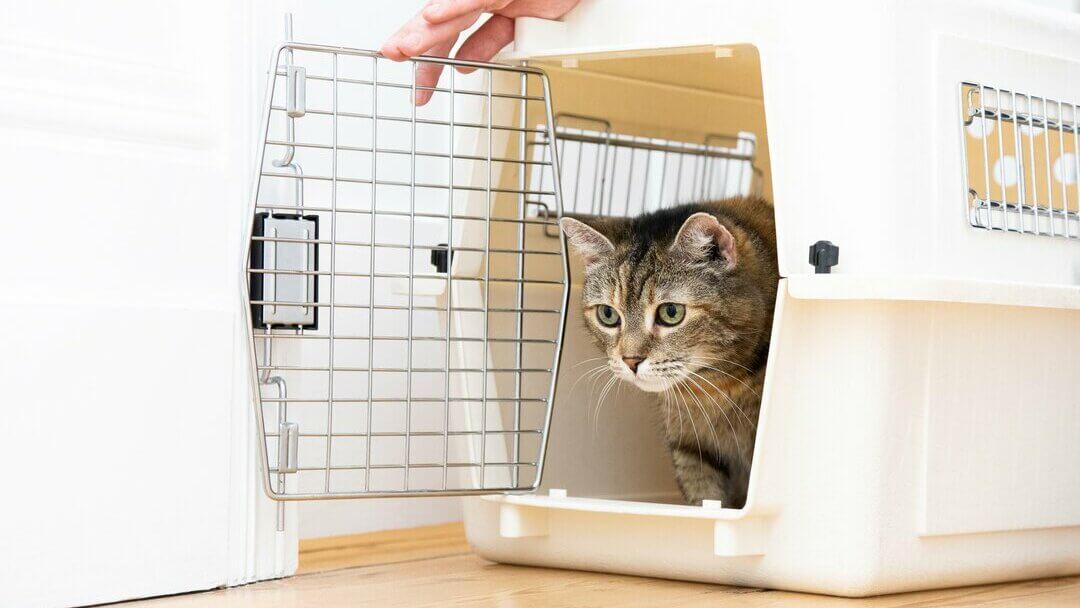 Brown kitten coming out of white cat cage