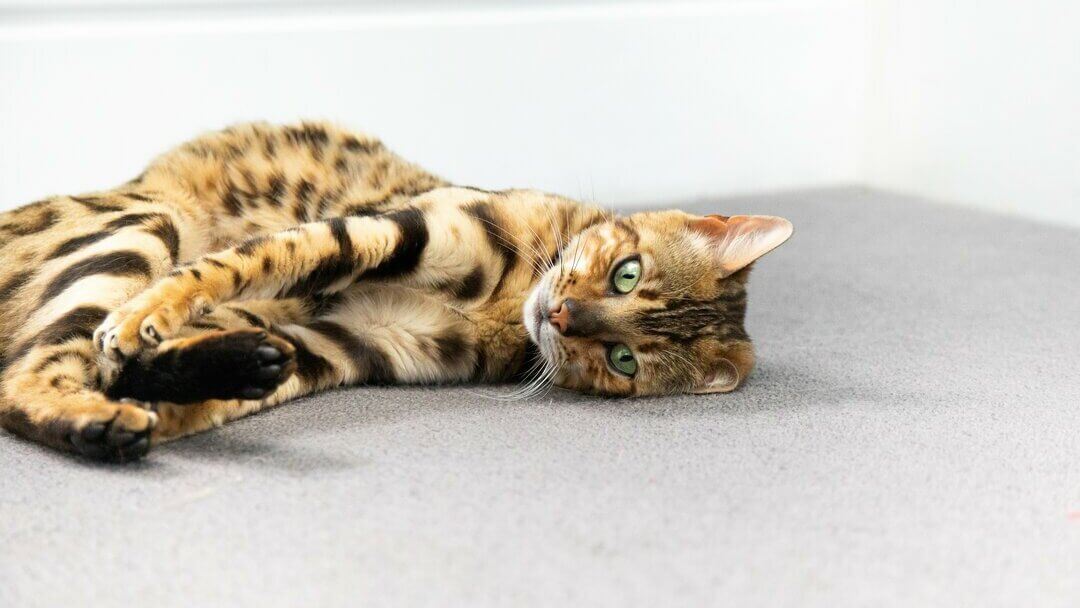 Cat Scratch Disease | Bengal Kitten With Green Eyes Lying Down On The Carpet