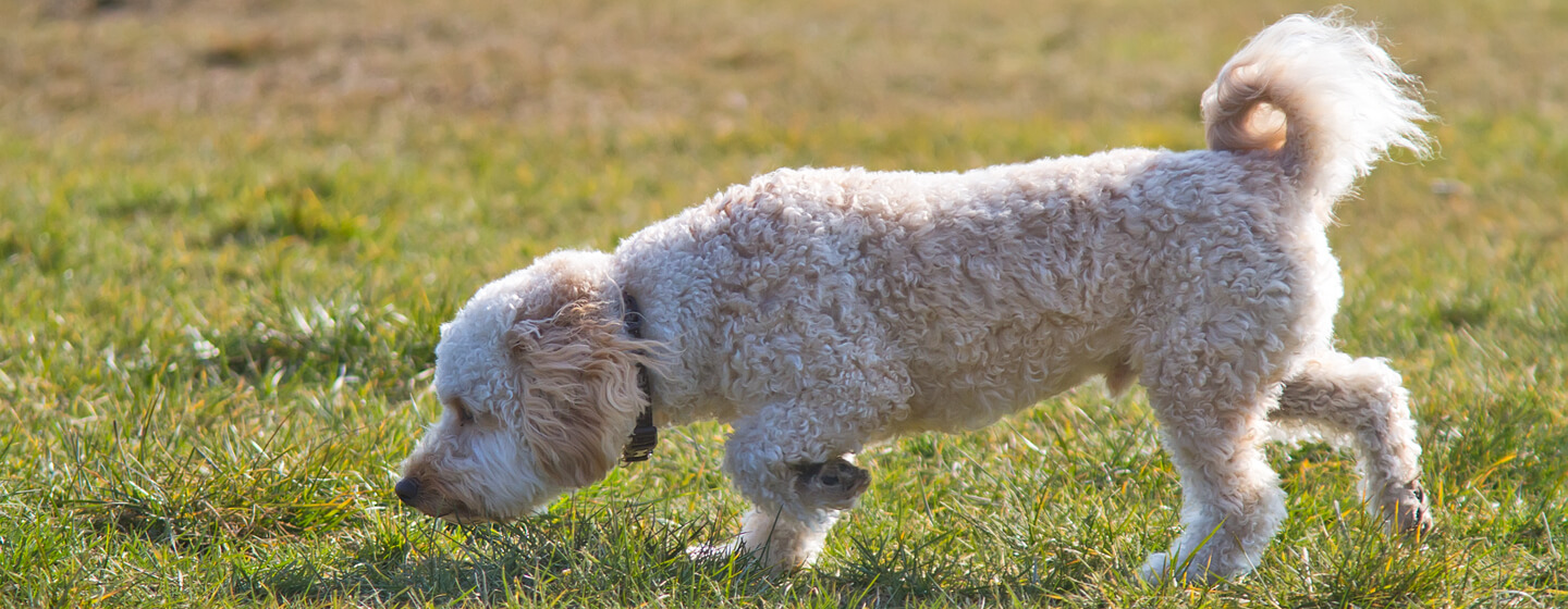 Golden furred dog sniffing the grass