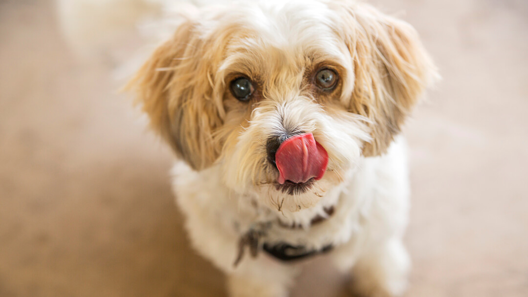 dog licking nose while looking up