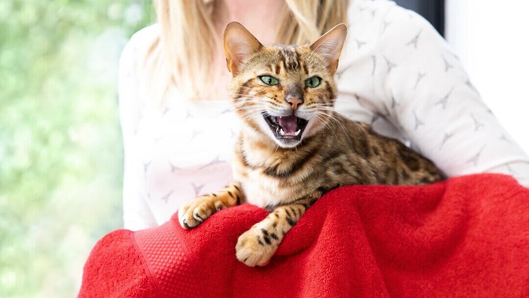 Cat Crying | Brown Striped Cat Meowing With Mouth Wide Open And Teeth Showing
