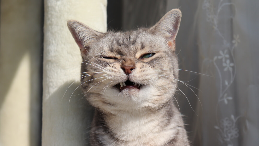 Cat Sneezing Too Much| Grey Cat Sneezing