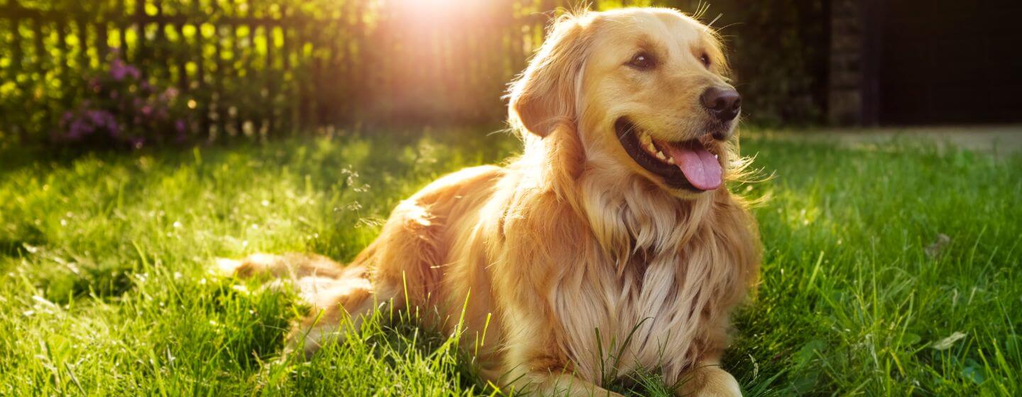 dog lying in the grass panting